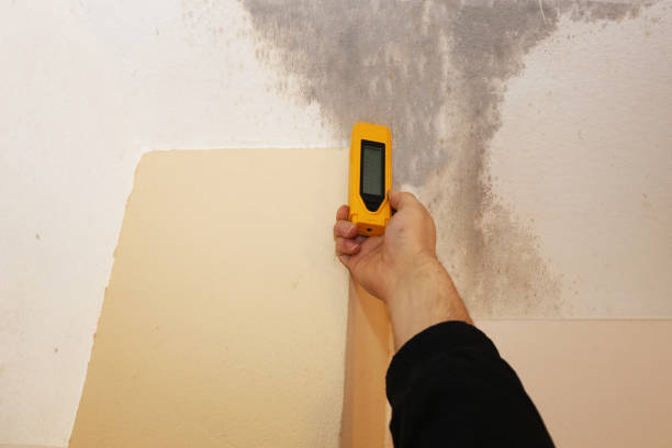 Best Mold Odor Removal Services  in Despard, WV