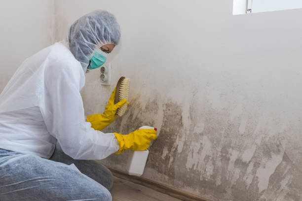 Best HVAC Mold Inspection and Cleaning  in Despard, WV