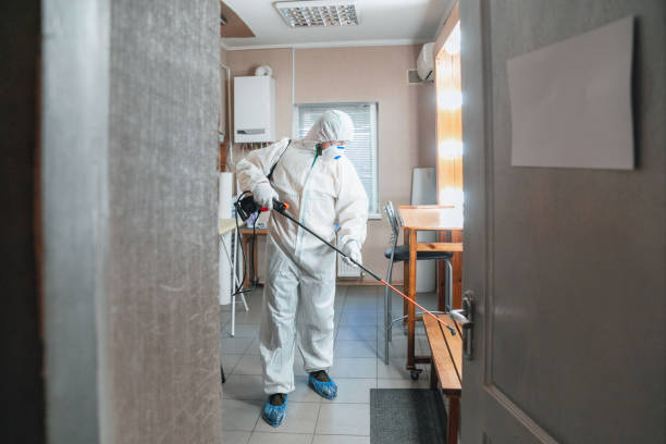 Reliable Despard, WV Mold Removal Solutions