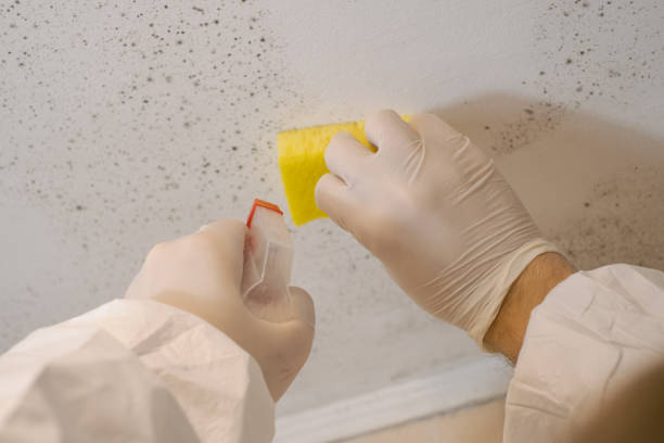 Best Environmental Consulting for Mold Prevention  in Despard, WV